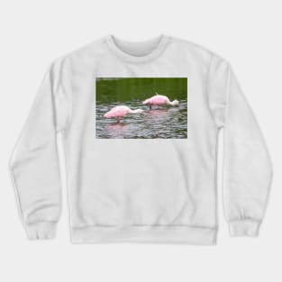 Pink Roseate Spoonbills Feeding Crewneck Sweatshirt